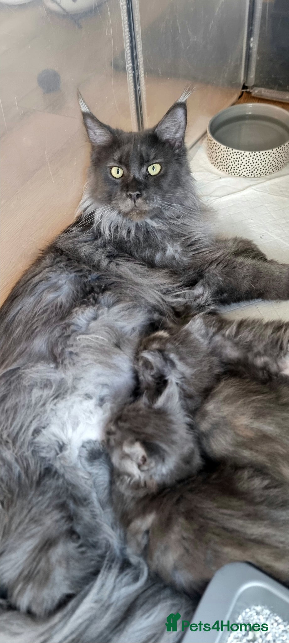 Maine Coon cats for sale: Excellent pedigree kittens - Advert 1