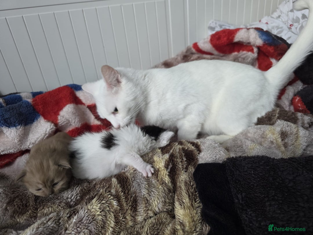 Mixed Breed cats for sale: Kittens😻Ragdoll x domestic cat short hair 😽 - Image 13