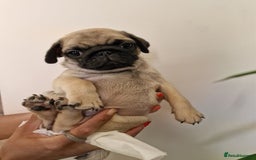 Pug dogs for sale: One cute pug puppies! £800 or best offer  - Image 14