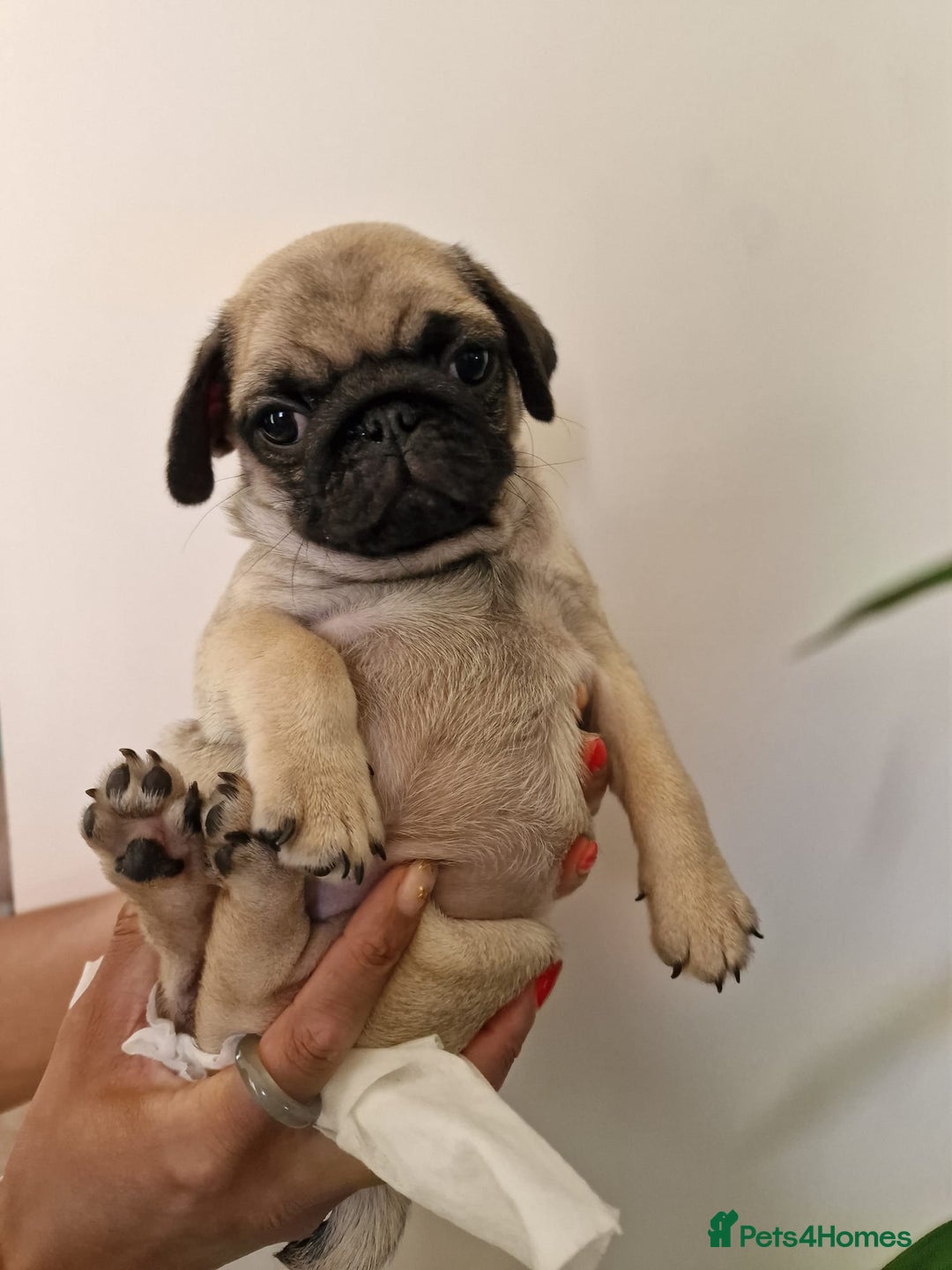 Pug dogs for sale: One cute pug puppies! £800 or best offer  - Image 14