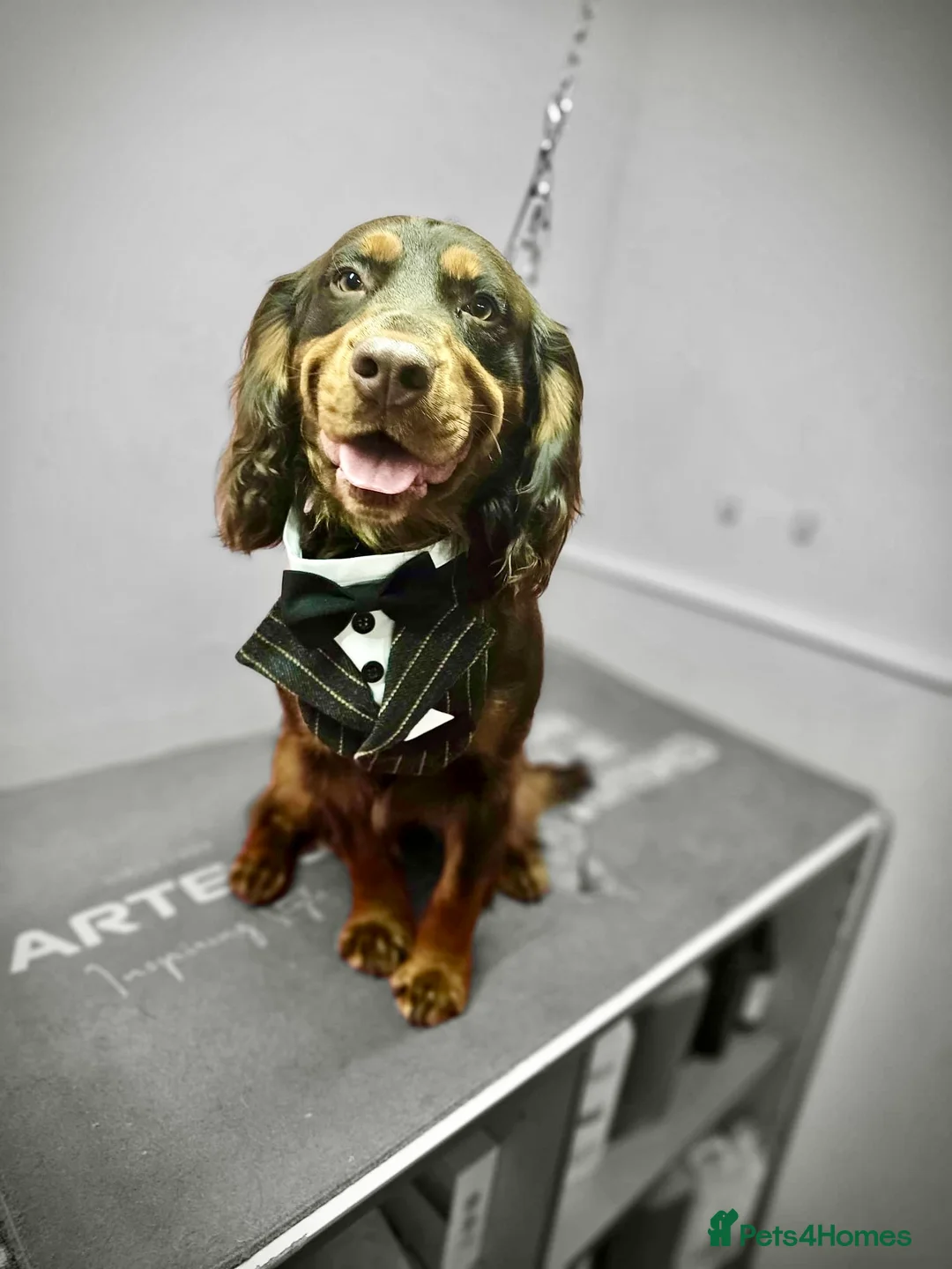 Cocker Spaniel dogs for sale: 🩵 2 YEAR OLD MALE KC 5TH GENERATION 🩵 - Advert 7