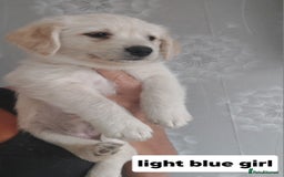 Labradoodle dogs for sale: Beautiful labradoodle pups  - Image 15