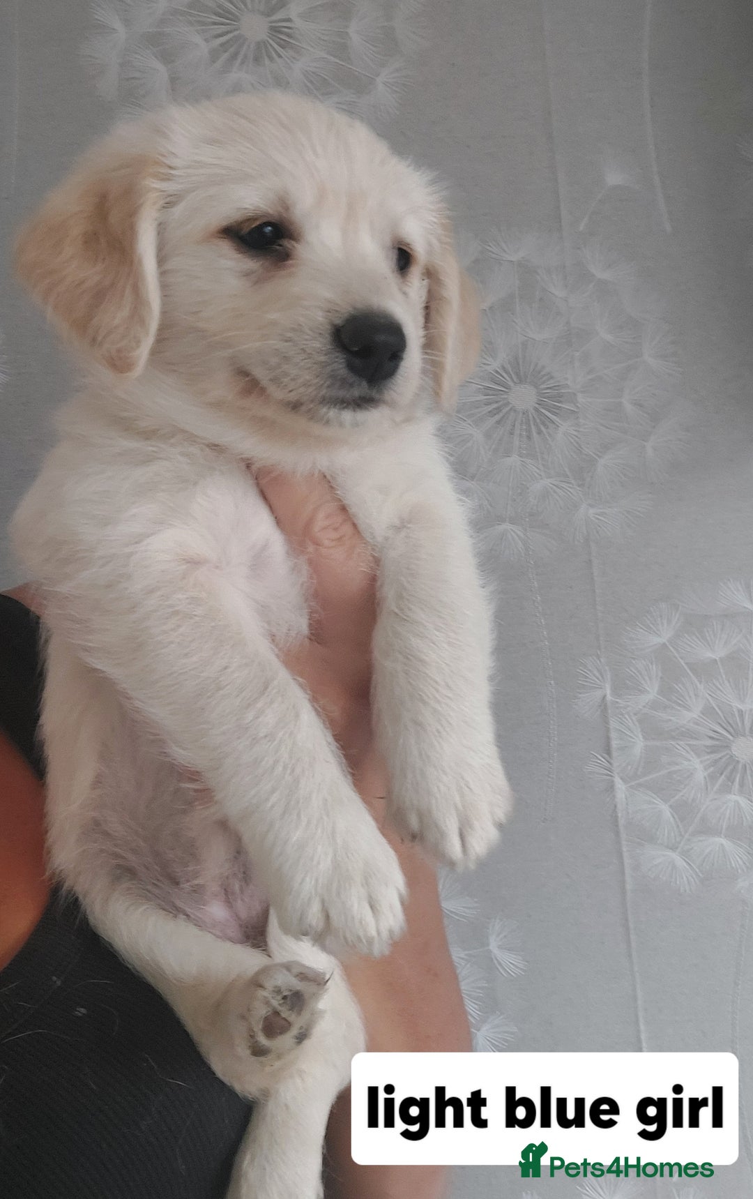 Labradoodle dogs for sale: Beautiful labradoodle pups  - Image 15