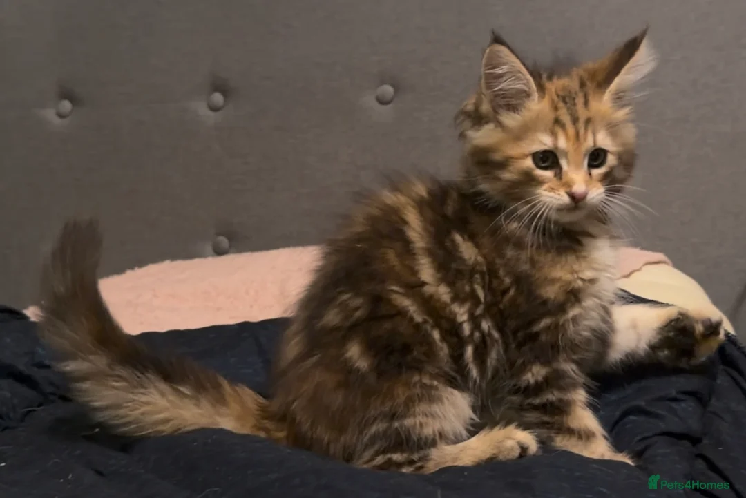 Maine Coon cats for sale: Last Gorgeous Affectionate Maine Coon Cross Kitten - Advert 5