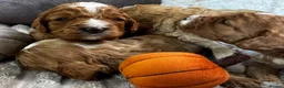 Cavapoo dogs for sale: STUNNING F1 CAVAPOO PUPPIES – CRUFTS SHOW-DOG SIRE - Advert 13