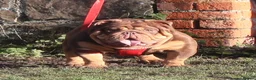 English Bulldog dogs for sale: Gorgeous English Bulldog Pups - Advert 15