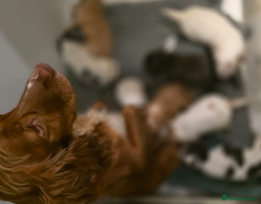 Cocker Spaniel dogs for sale: Beautiful Working cocker spaniel puppies - Advert 18