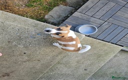 Jack Russell dogs for sale: Last jack russell  - Image 4