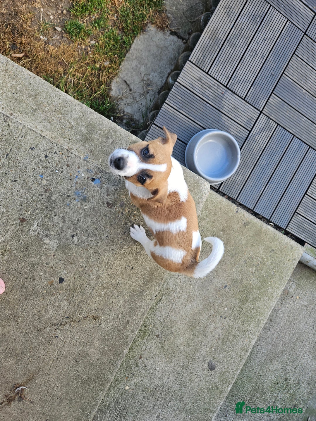 Jack Russell dogs for sale: Last jack russell  - Image 4
