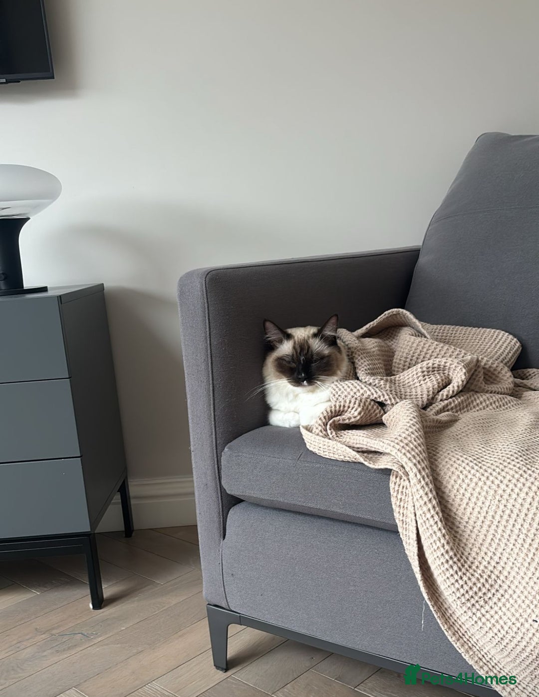 Ragdoll cats for sale: 5 PURE adorable💙💗Ragdolls💗💙ready to leave soon - Advert 5