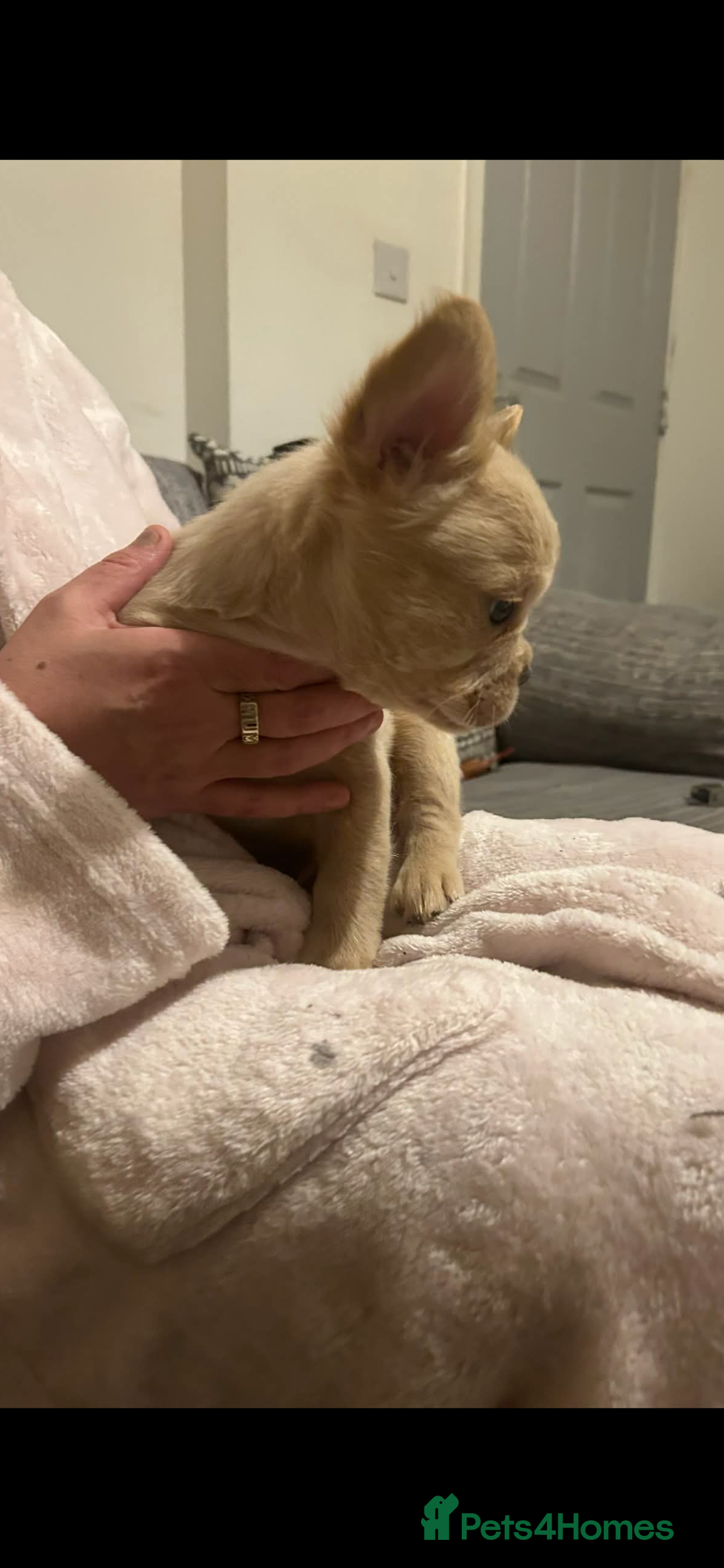 French Bulldog dogs for sale: French bulldog pups ready Now reduced‼️ - Advert 19