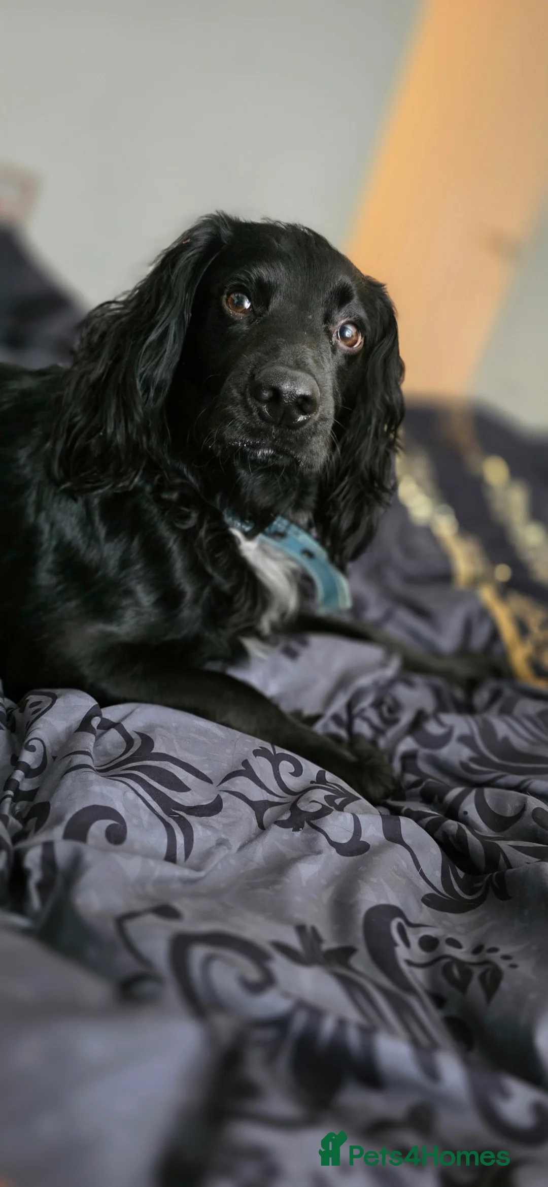 Cocker Spaniel dogs for stud: Cocker spaniel stud - Advert 1