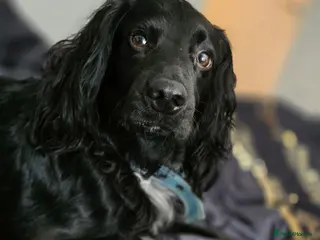 Cocker Spaniel dogs Cocker spaniel stud - Advert 1