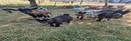Goats livestock for sale: Pygmy goats  - Advert 8