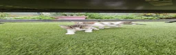 European cats for sale: 5 European Kittens  - Advert 8