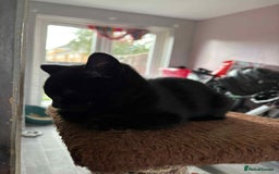 Mixed Breed cats for sale: 1 Male, 3x Female kittens - Image 4