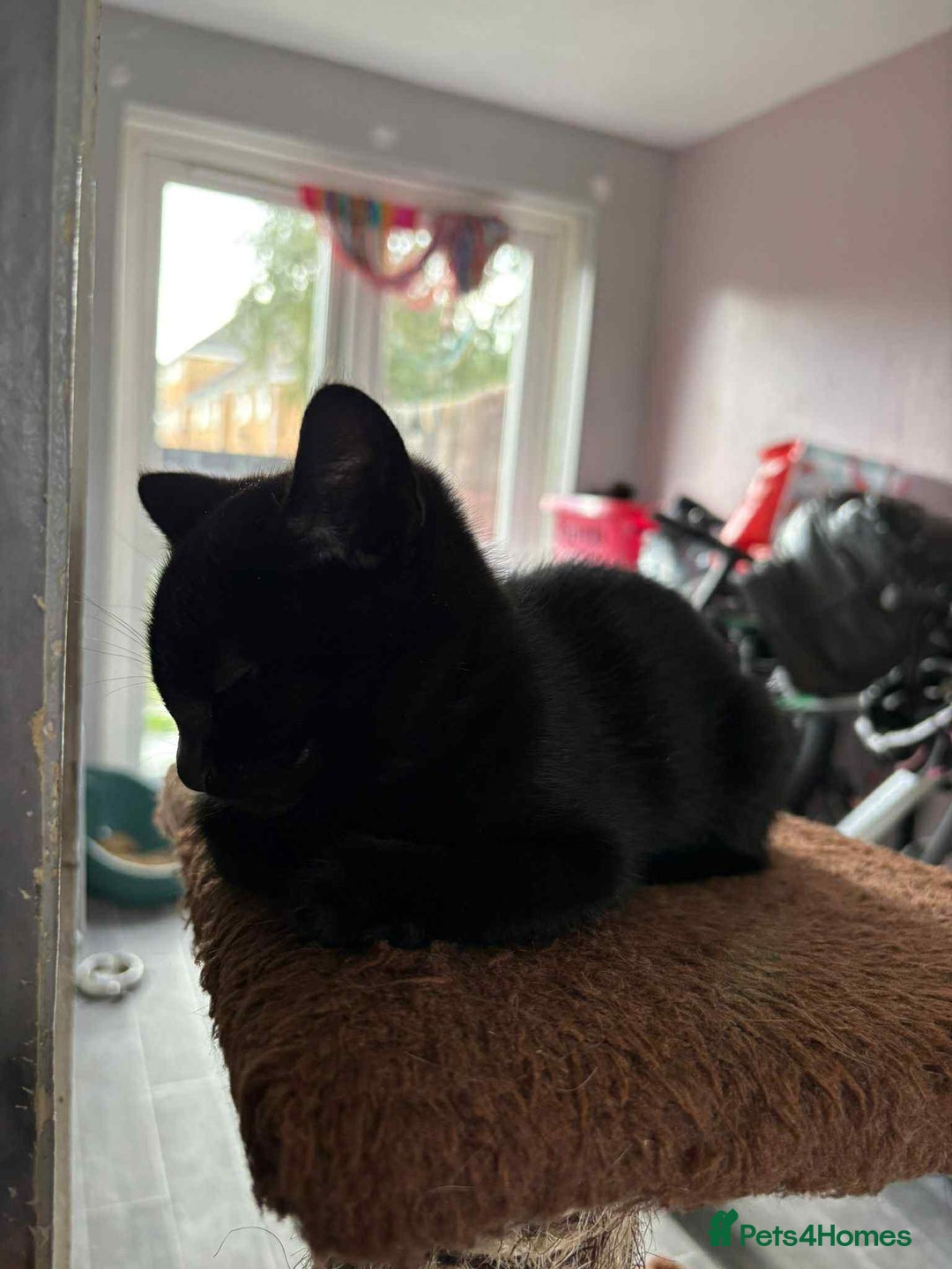 Mixed Breed cats for sale: 1 Male, 3x Female kittens - Image 4