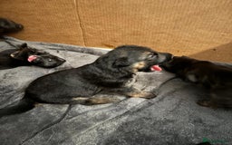 German Shepherd dogs for sale: 11 Cute German Shepherds!  - Image 31