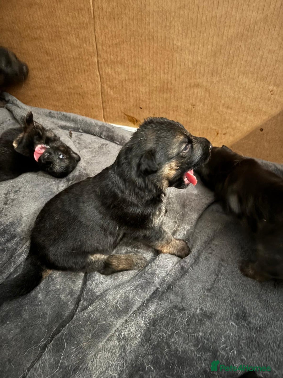 German Shepherd dogs for sale: 11 Cute German Shepherds!  - Image 31