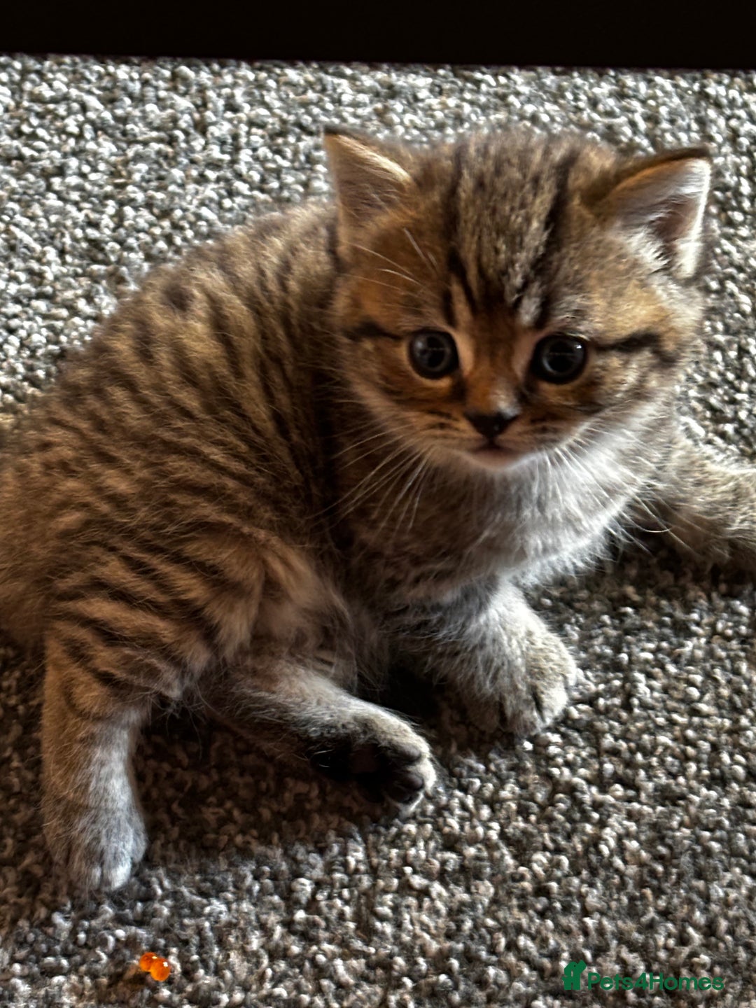 Mixed Breed cats for sale: Boy ( mom Scotish straight, dad mix )  - Image 5