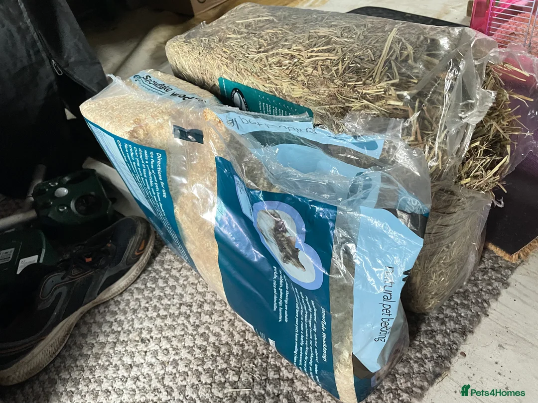 Hamster rodents for sale: Russian Dwarf Hamster for sale - Advert 7