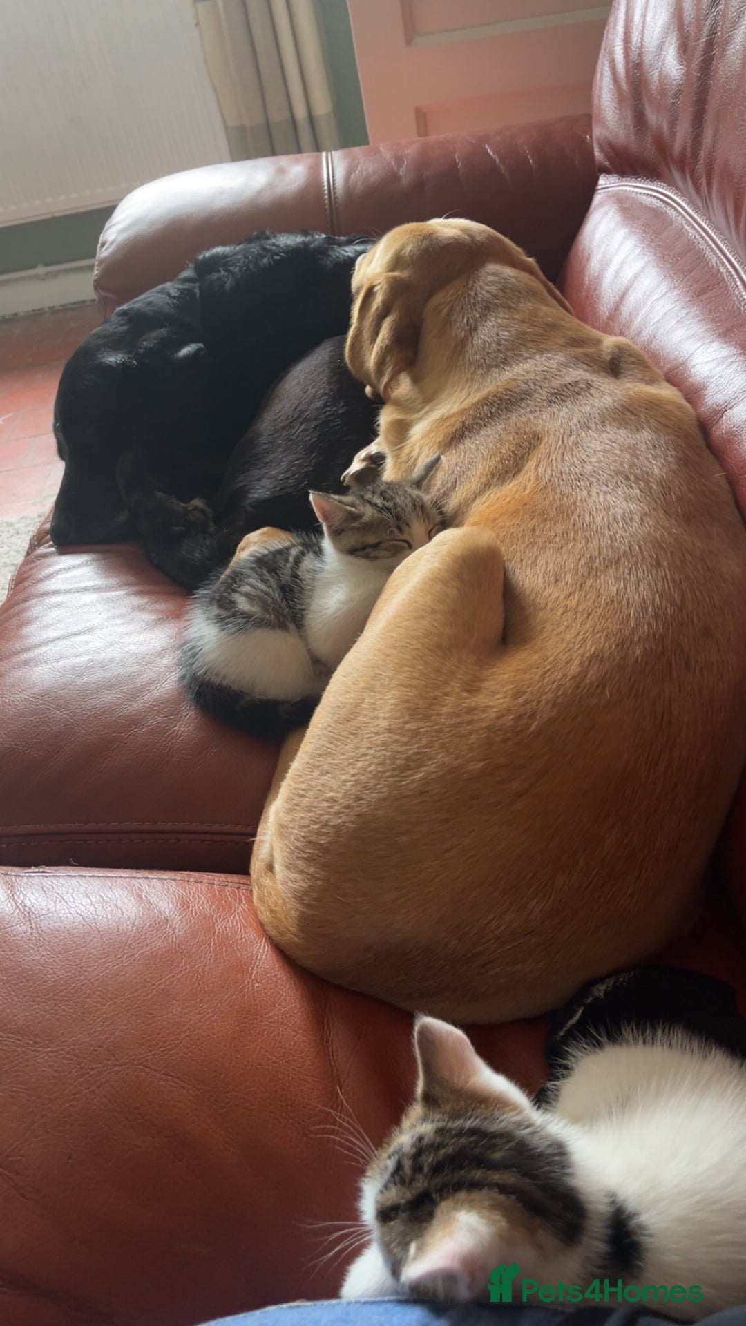 Labrador Retriever dogs for sale: Working Lab For sale to professional home only!  - Image 2