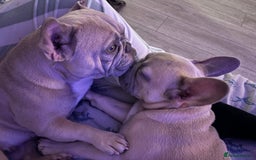 French Bulldog dogs for sale: 4 month old BOY French bulldog  - Image 2