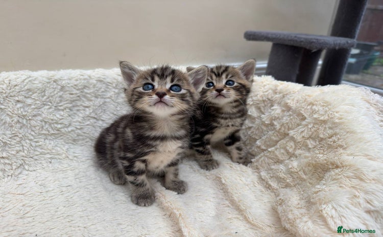Mixed Breed cats - Advert 3