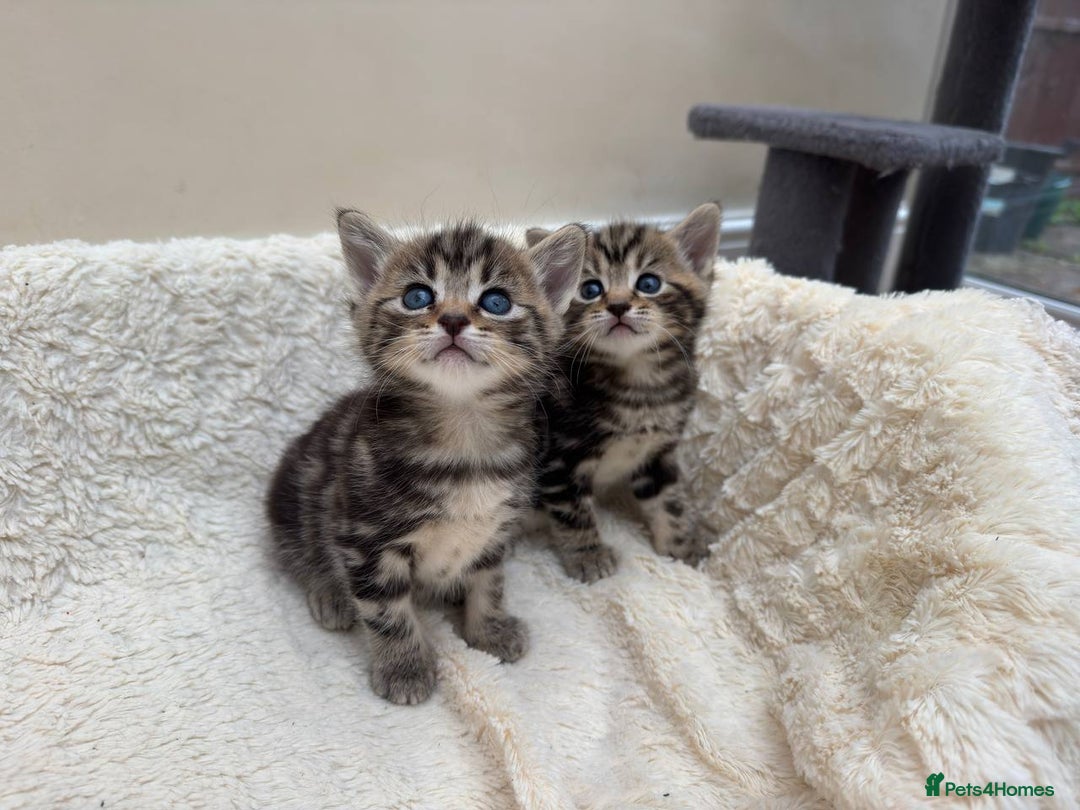 Mixed Breed cats for sale: Adorable Kittens Ready for Loving Homes - Image 2