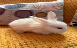 Lionhead rabbits for sale: Lionhead Babies for Sale  - Image 7
