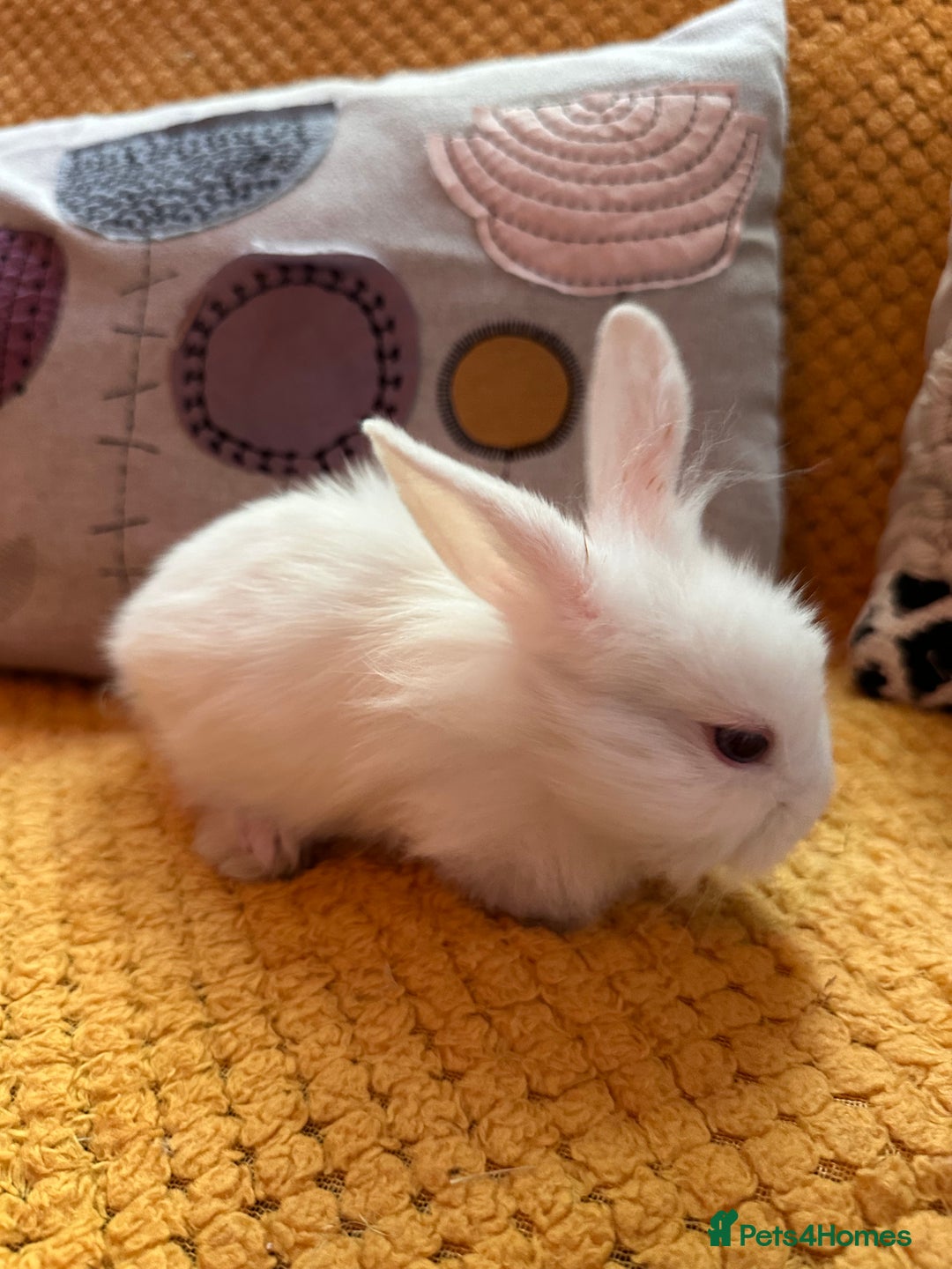 Lionhead rabbits for sale: Lionhead Babies for Sale  - Image 7
