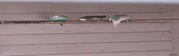 Budgerigars birds for sale: Budgies for sale  in Luton - Advert 3