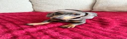 Miniature Dachshund dogs for sale: Female Miniature Dachshund Puppy for sale!  - Advert 2