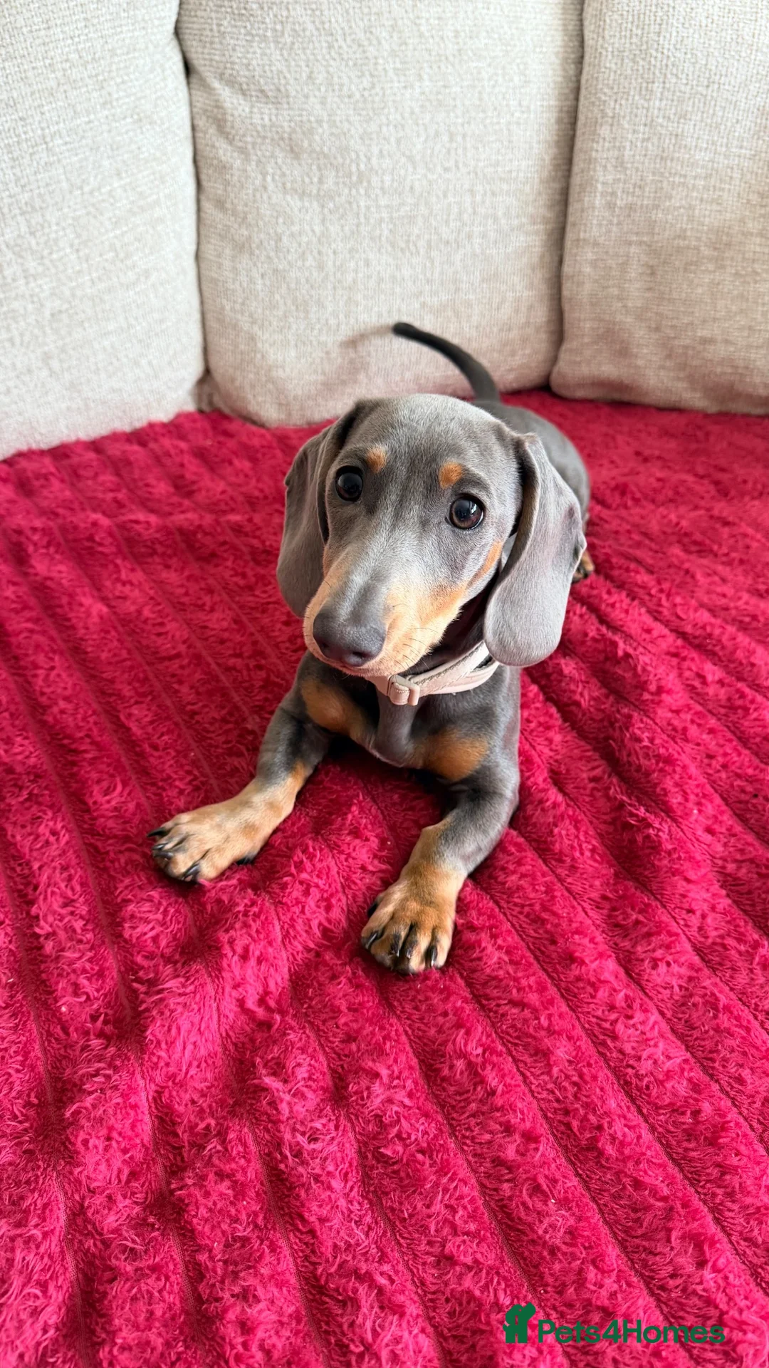 Miniature Dachshund dogs for sale: Female Miniature Dachshund Puppy for sale!  - Advert 2