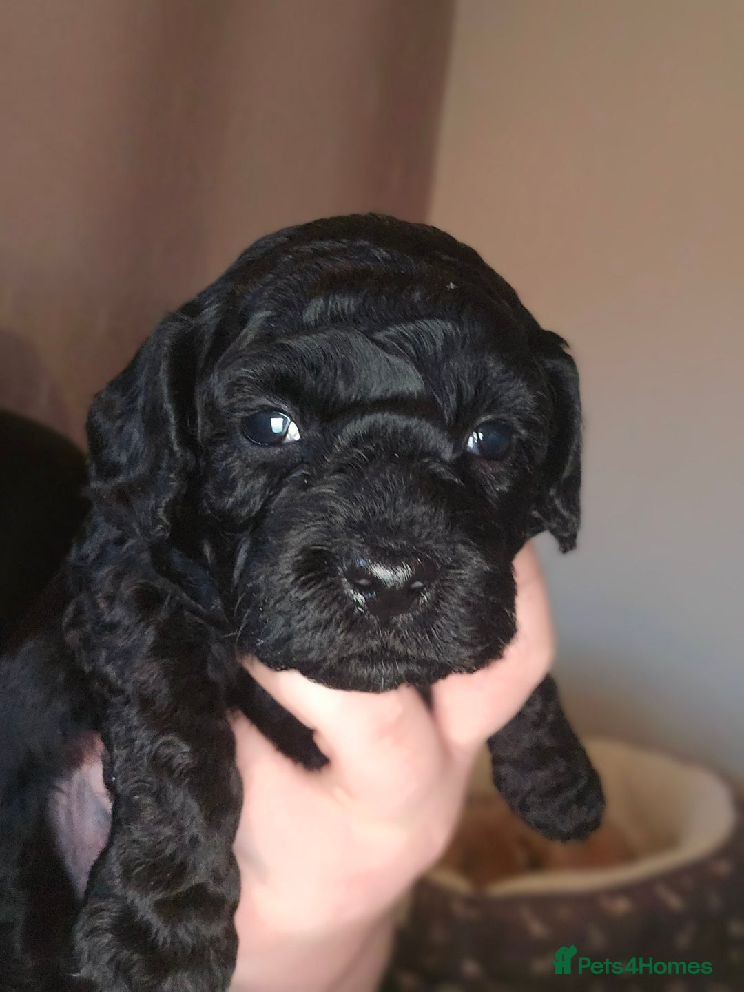 Shihpoo dogs for sale: 🐾REDUCED 2 Boys £800 - Shihpoo Puppies🐾 - Advert 3