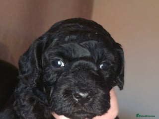 Shihpoo dogs Adorable Shihpoo's Looking for Forever Home 🐶🐾 - Advert 3