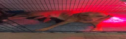 Labradoodle dogs for sale: Mini labradoodles F1 - Advert 4