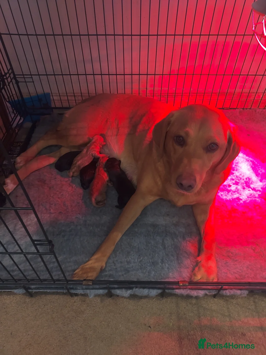 Labradoodle dogs for sale: Mini labradoodles F1 - Advert 4
