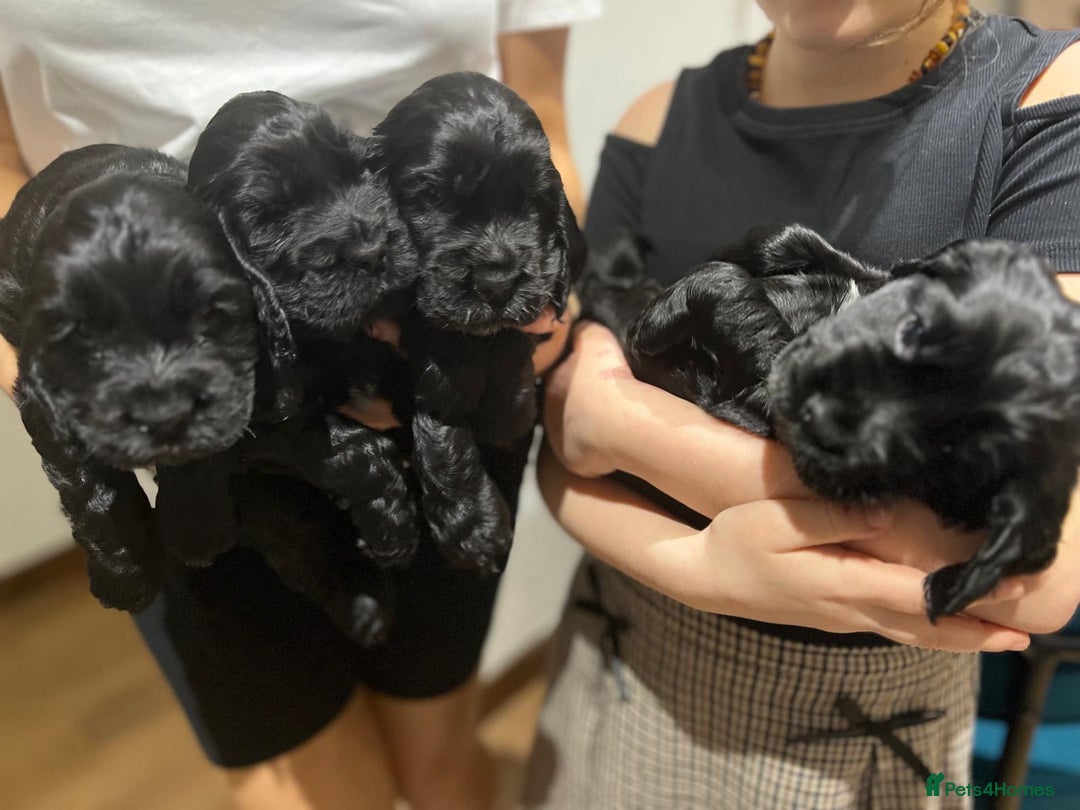 Cocker Spaniel dogs for sale: Show Type Cocker Spaniel  - Advert 24