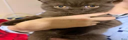 British Shorthair cats for sale: Rare Cinnamon Color British Shorthair Kittens - Advert 13