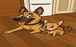 Chihuahua dogs for stud: PUREBRED CHIHUAHUA FOR STUD ONLY APPLE HEADED   - Image 8