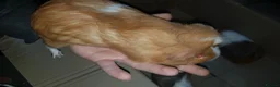 Guinea Pig rodents for sale: 4 female guinea pigs in Telford - Advert 6