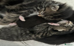 Mixed Breed cats for sale: Beautiful kittens 4 weeks old - Image 5