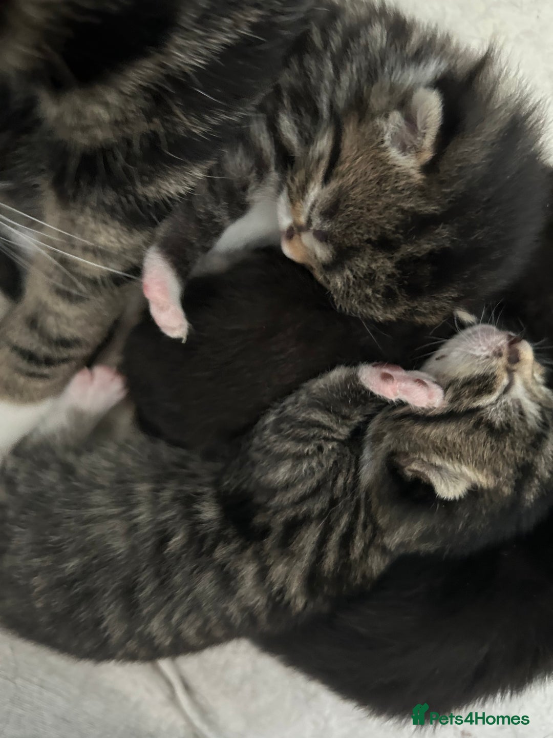 Mixed Breed cats for sale: Beautiful kittens 4 weeks old - Image 5
