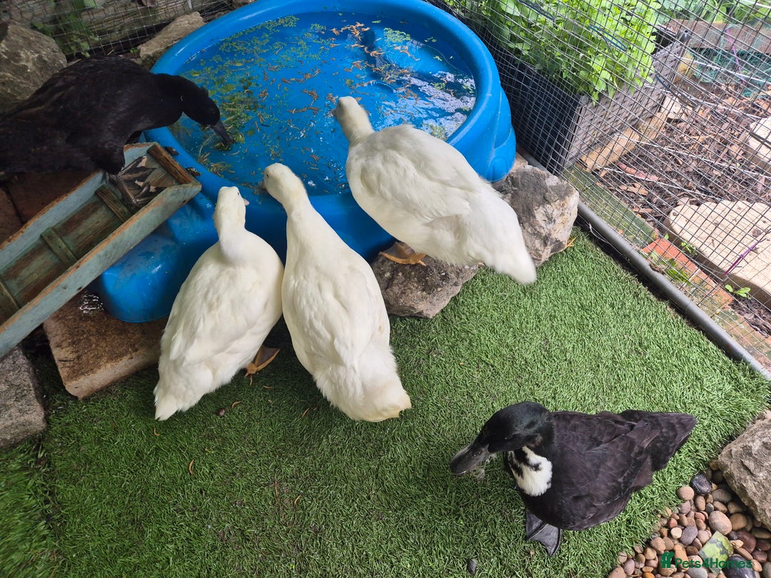 Ducks poultry for sale: 1 male and 1 female aylesbury ducks  - Image 3