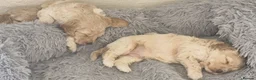 Cockapoo dogs for sale: F1 Remaining beautiful cockapoos - Ready to leave  - Advert 10