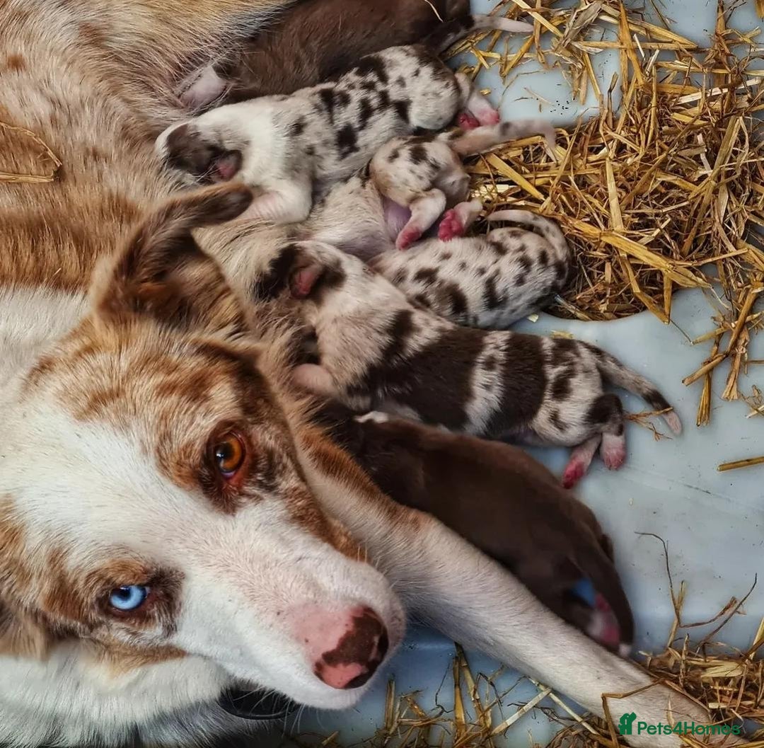 Border Collie dogs for sale: Stunning red merle and red border collie pups - Image 14
