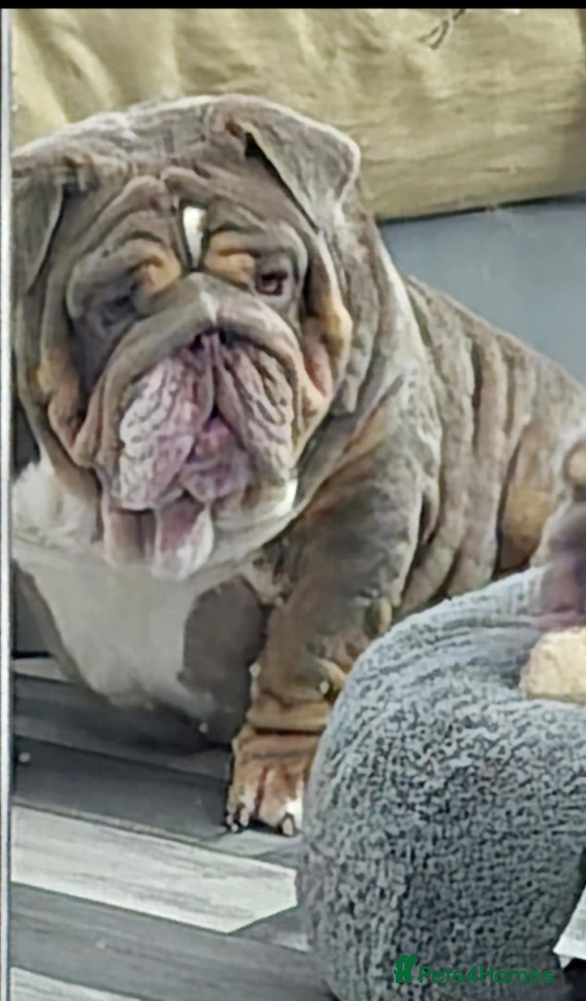 English Bulldog dogs Banksy  - Advert 1