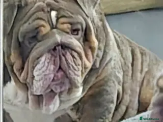 English Bulldog dogs Banksy - Advert 1