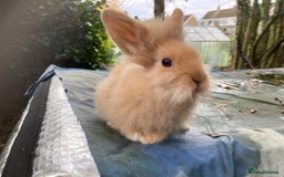 Lionhead rabbits for sale: 9 lionhead babies - Advert 6